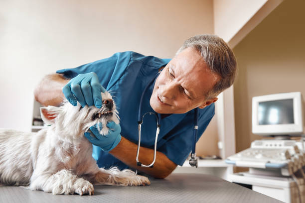 Best Emergency Treatment for Oral Infections in Pinehurst, ID